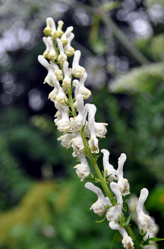 Image of Aconitum orientale specimen.