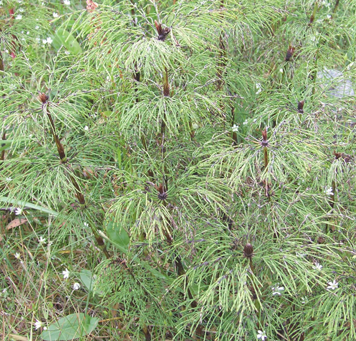 Image of Equisetum sylvaticum specimen.