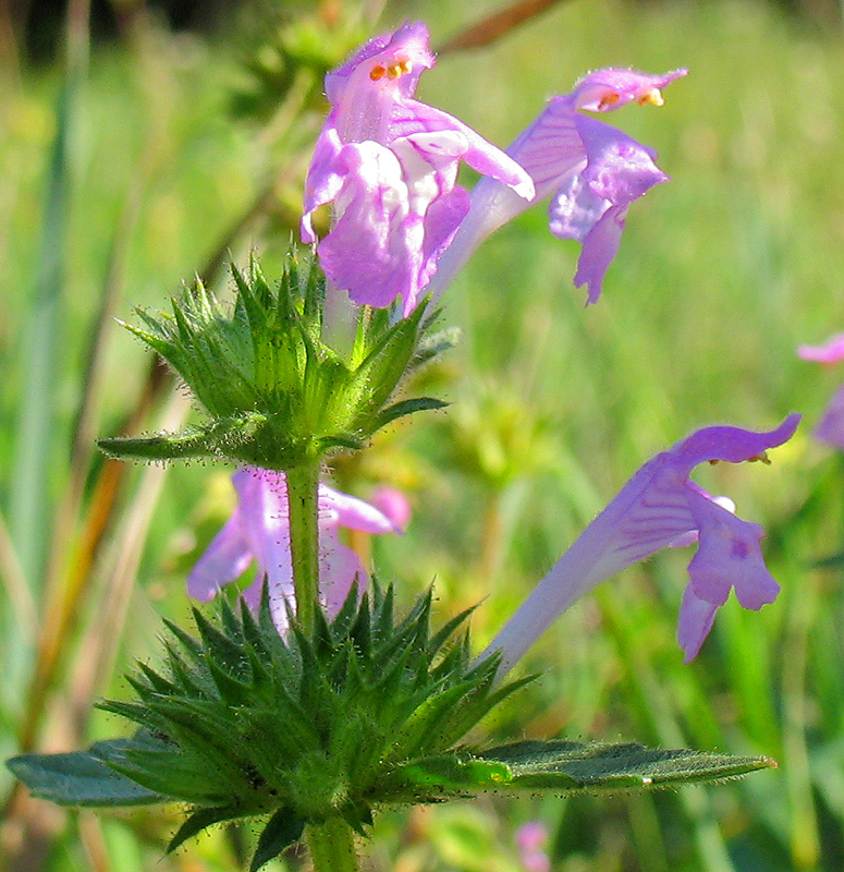 Image of Galeopsis ladanum specimen.