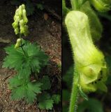 Aconitum vulparia. Молодое цветущее растение в широколиственном лесу с преобладанием бука; справа - цветок. ФРГ, Тюрингия, окрестности Йены. Май 2007 г.