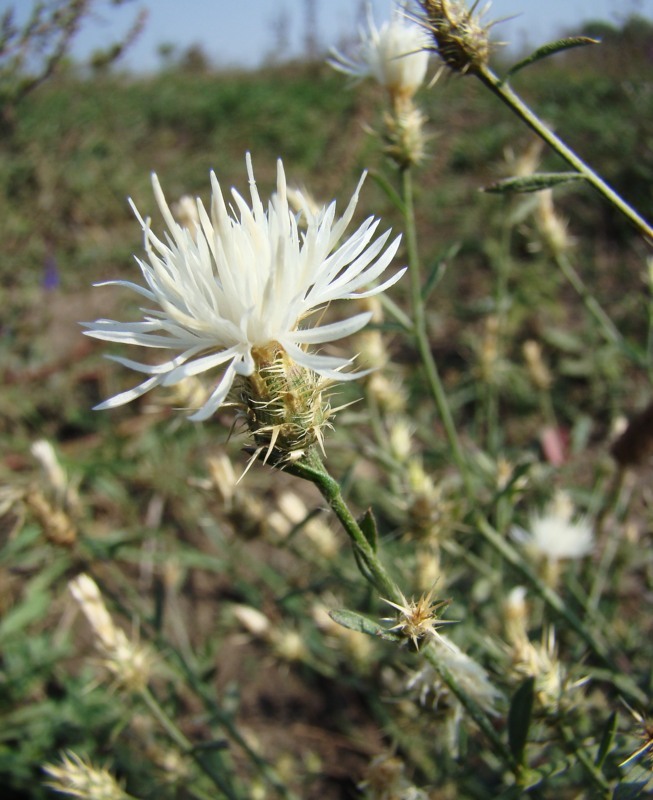 Image of Centaurea diffusa specimen.