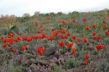 Tulipa alberti