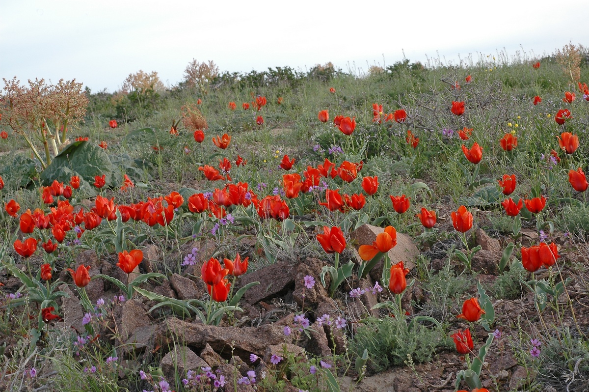 Image of Tulipa alberti specimen.