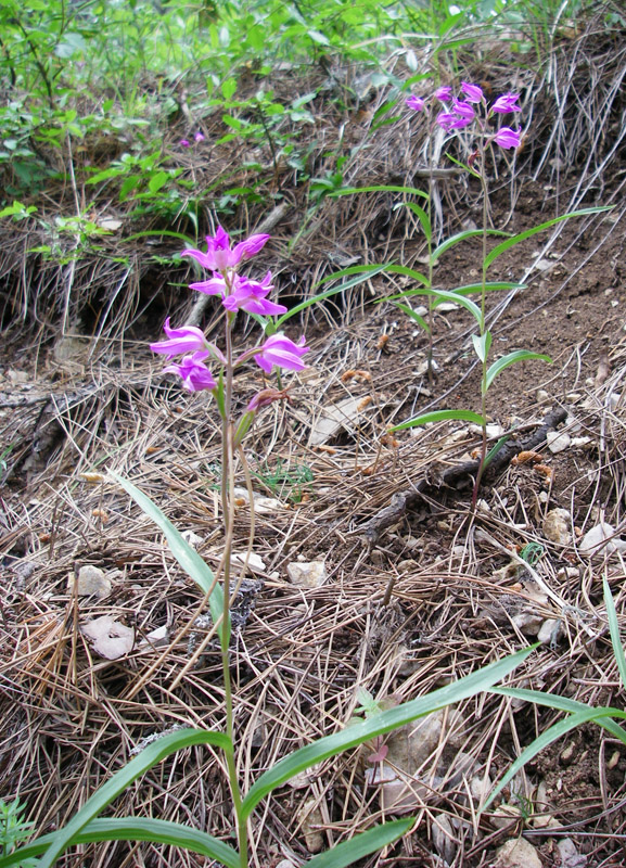 Image of Cephalanthera rubra specimen.