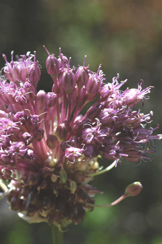 Image of Allium vineale specimen.