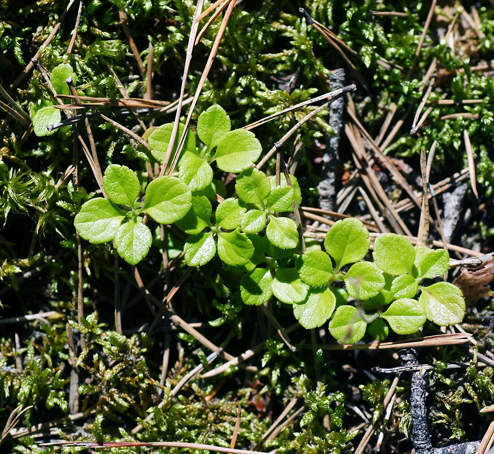 Image of Linnaea borealis specimen.