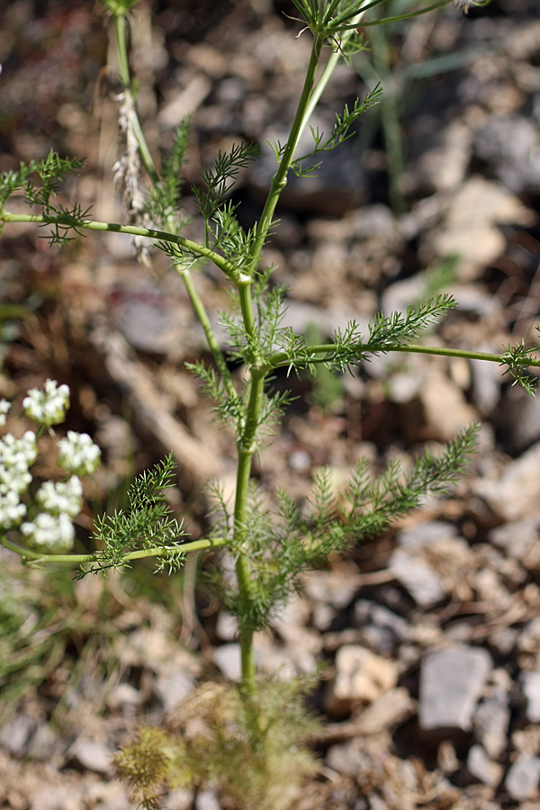 Изображение особи Oedibasis platycarpa.