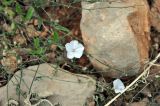 Convolvulus filipes. Побеги цветущего растения. Сокотра, плато Хомхи. 29.12.2013.
