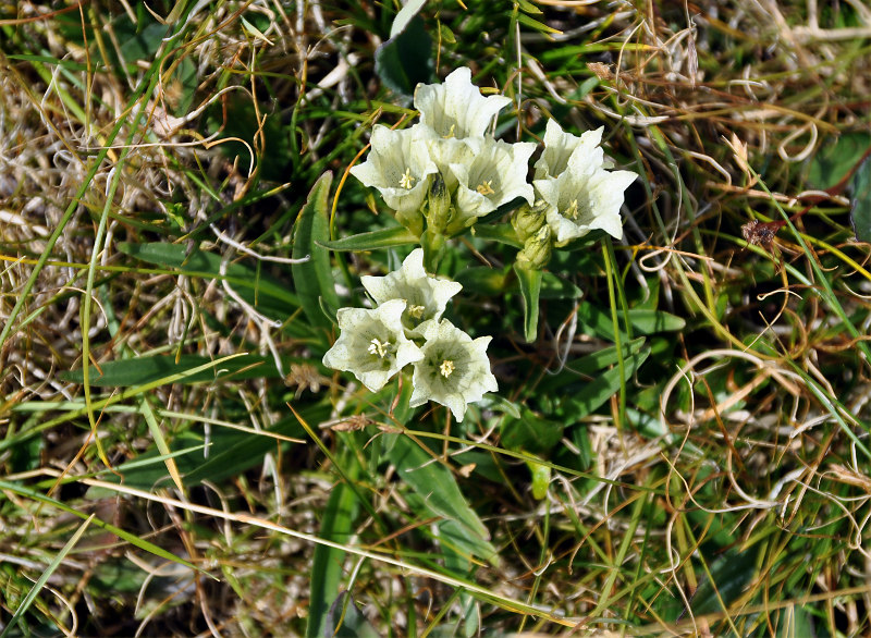 Image of Gentiana algida specimen.