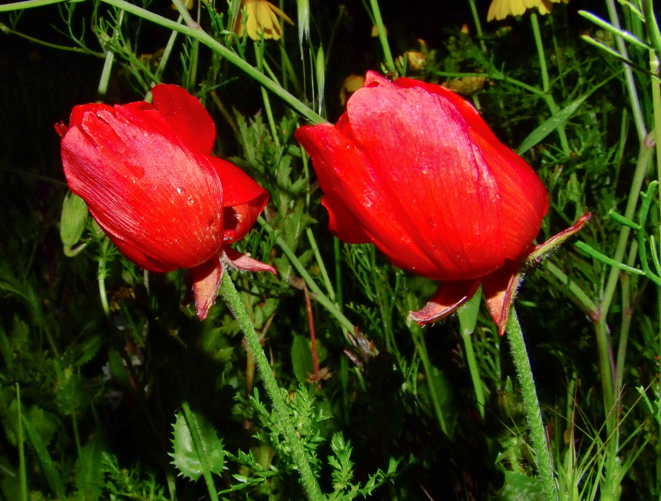 Image of Ranunculus asiaticus specimen.