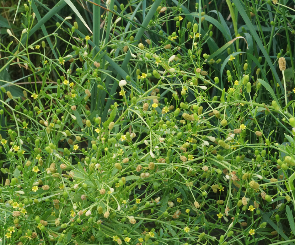 Изображение особи Ranunculus sceleratus.