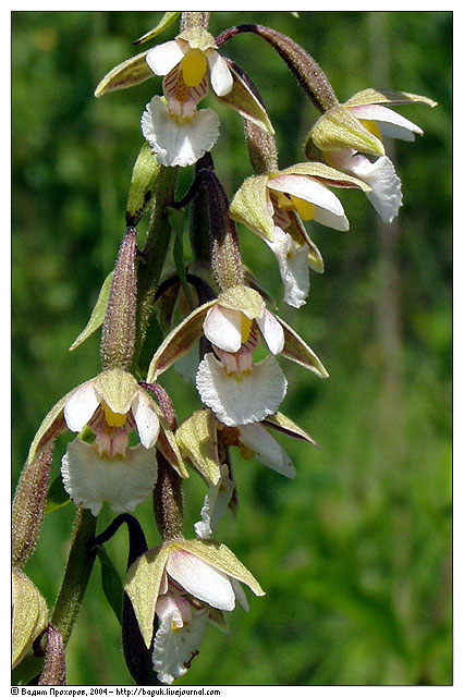 Image of Epipactis palustris specimen.