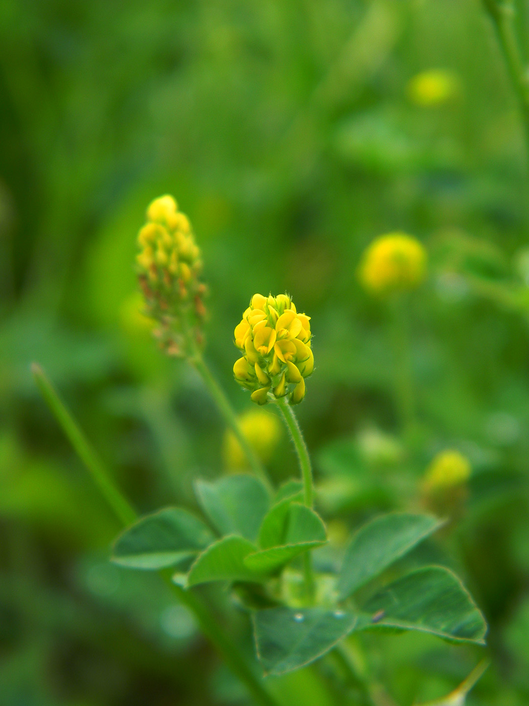 Image of Medicago lupulina specimen.