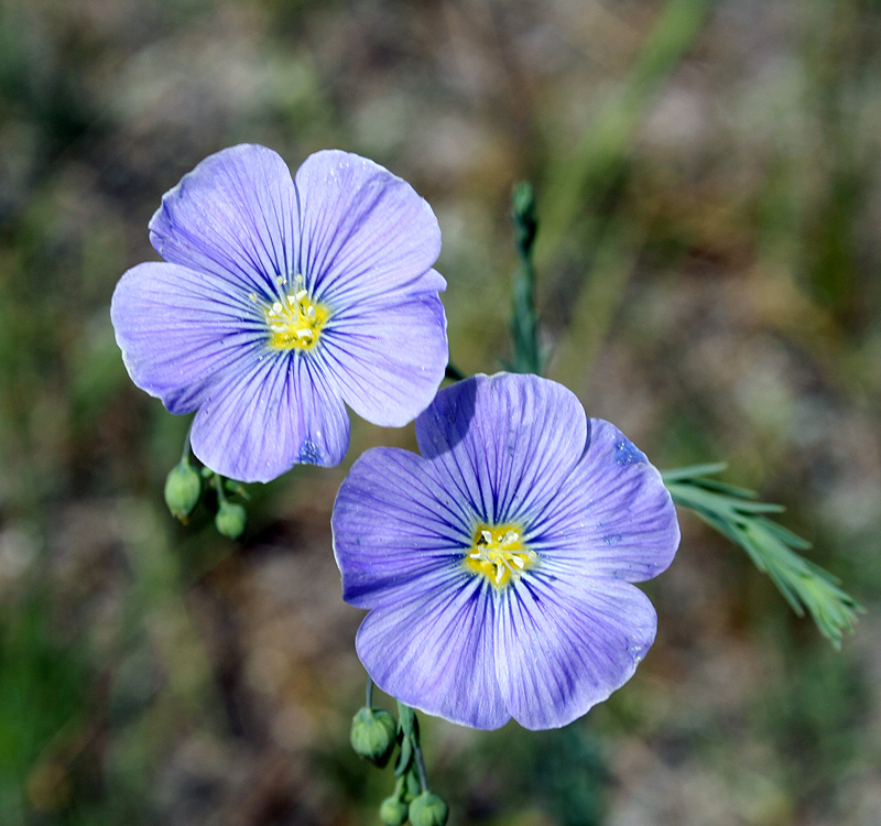 Image of Linum perenne specimen.