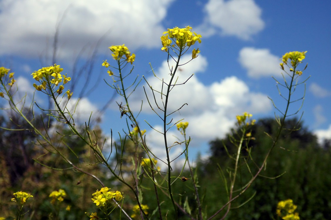 Image of Sisymbrium loeselii specimen.