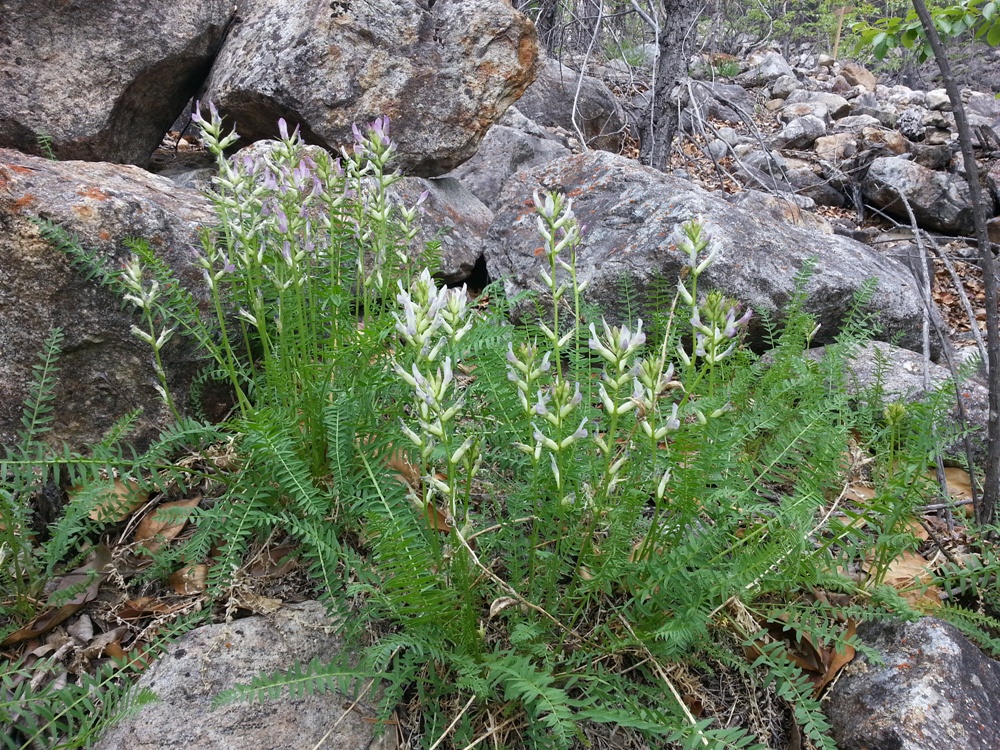 Image of Oxytropis interposita specimen.