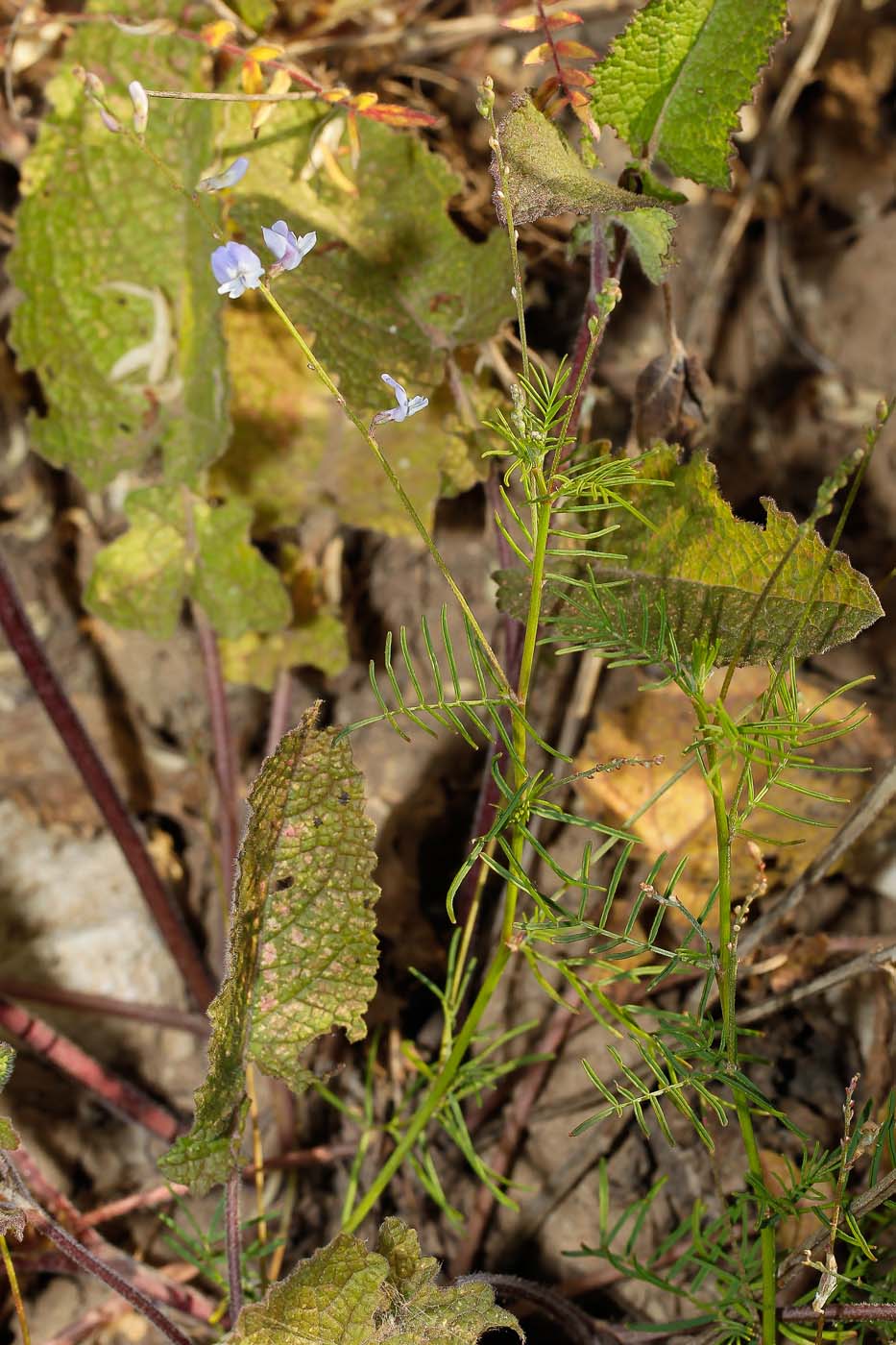 Image of Astragalus austriacus specimen.