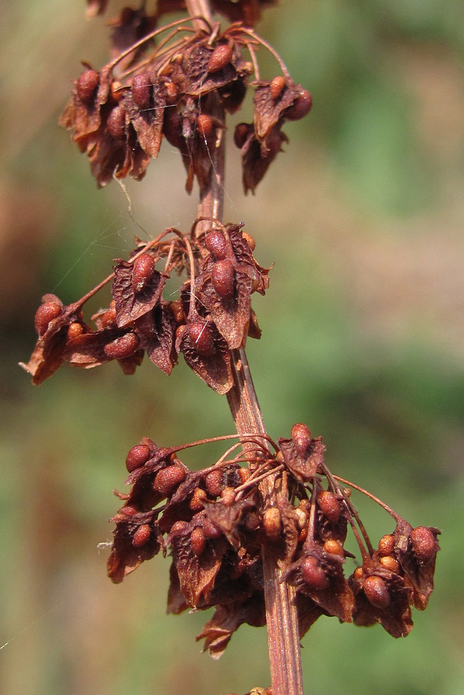 Image of Rumex sylvestris specimen.