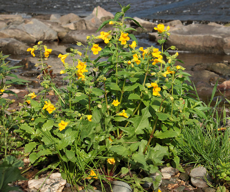 Изображение особи Mimulus guttatus.