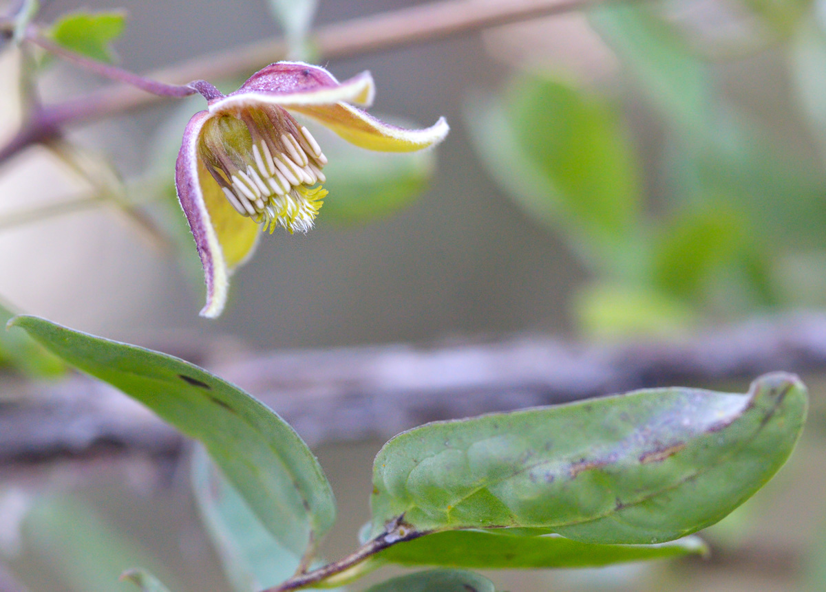 Image of Clematis glauca specimen.