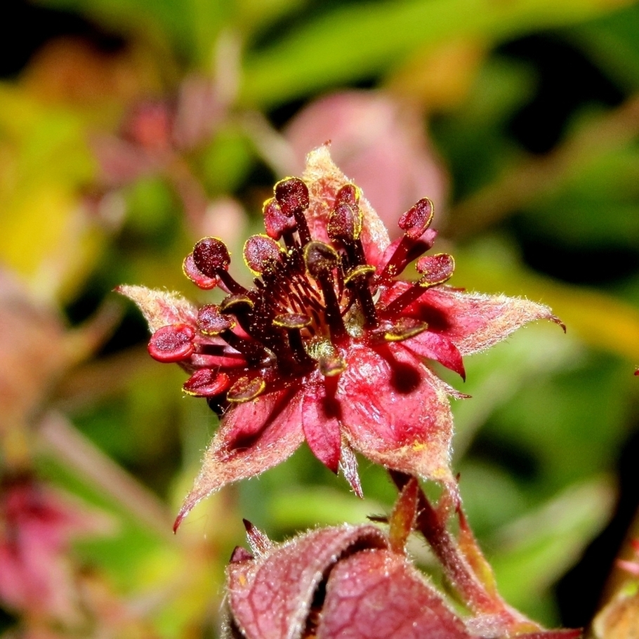 Image of Comarum palustre specimen.