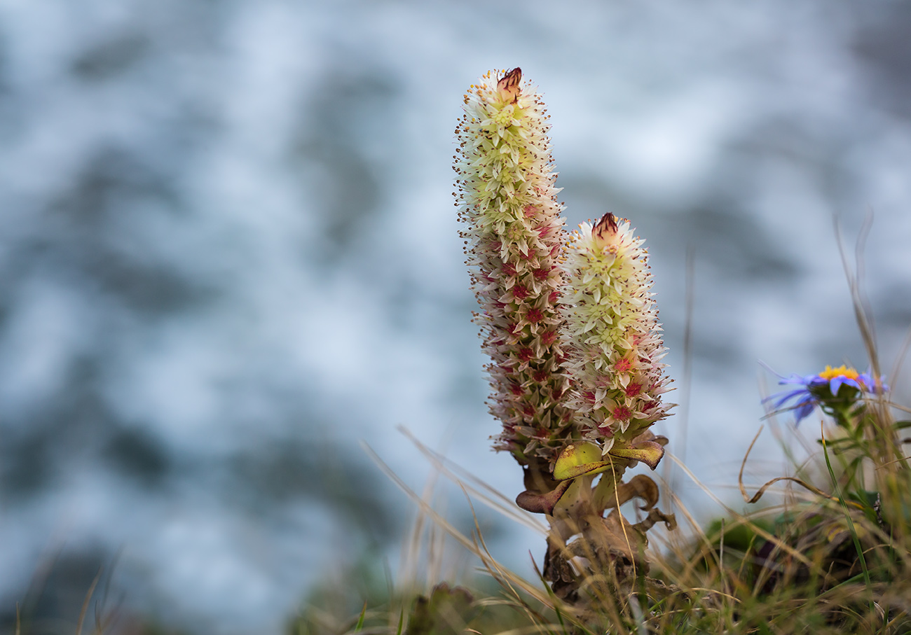 Изображение особи Orostachys maximowiczii.