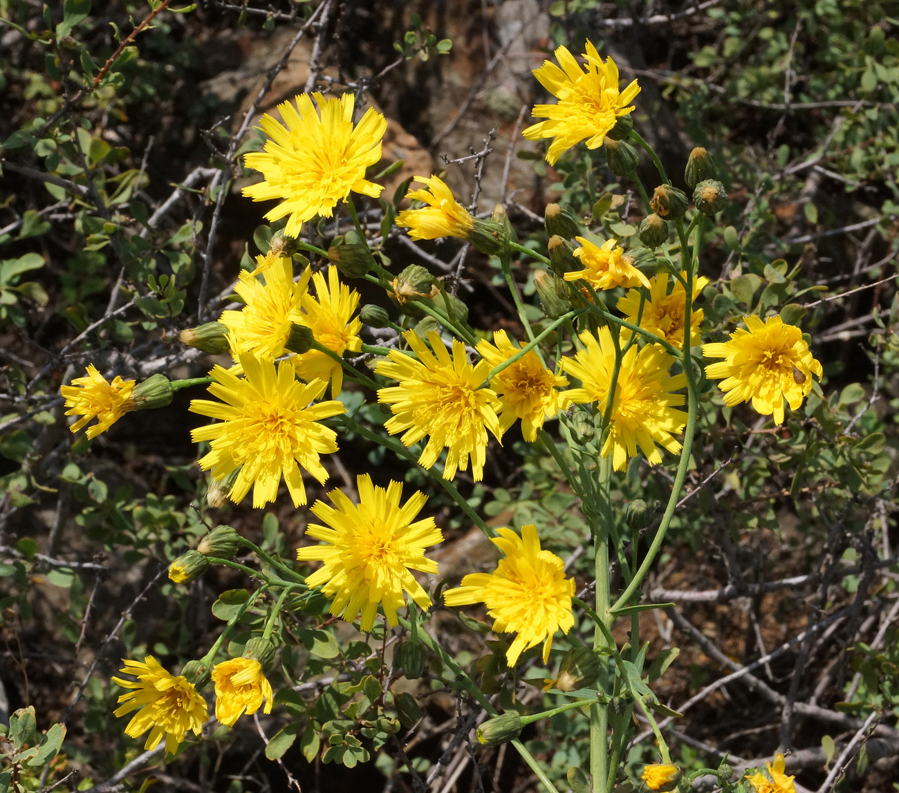 Image of Hieracium robustum specimen.