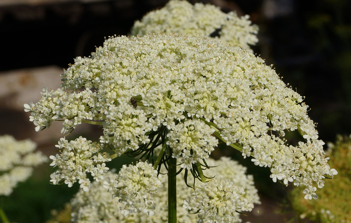 Image of Daucus sativus specimen.