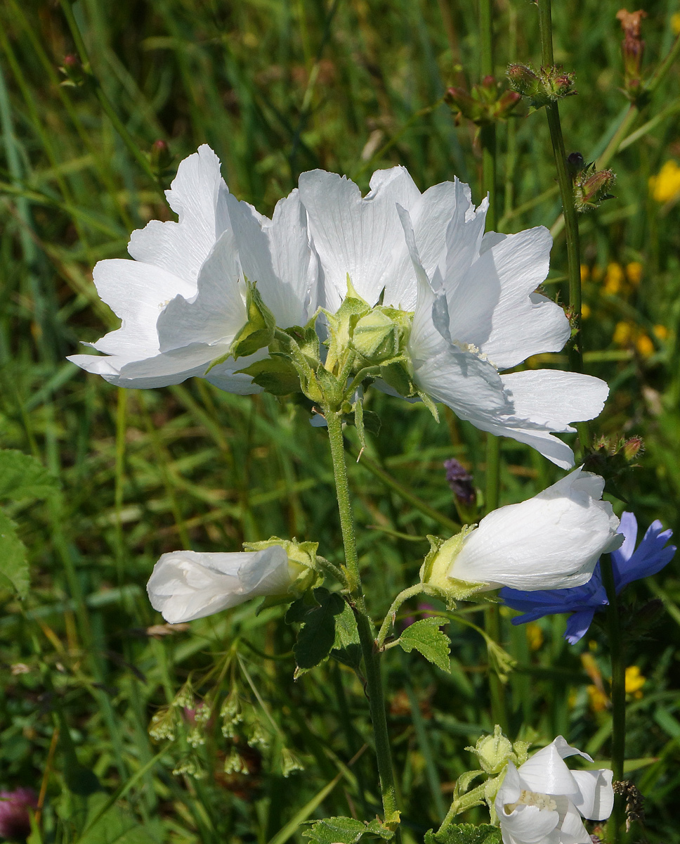 Image of Malva thuringiaca specimen.