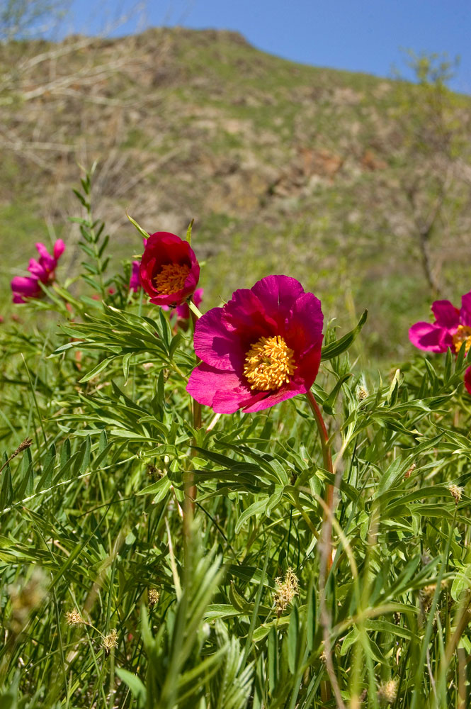 Image of Paeonia hybrida specimen.