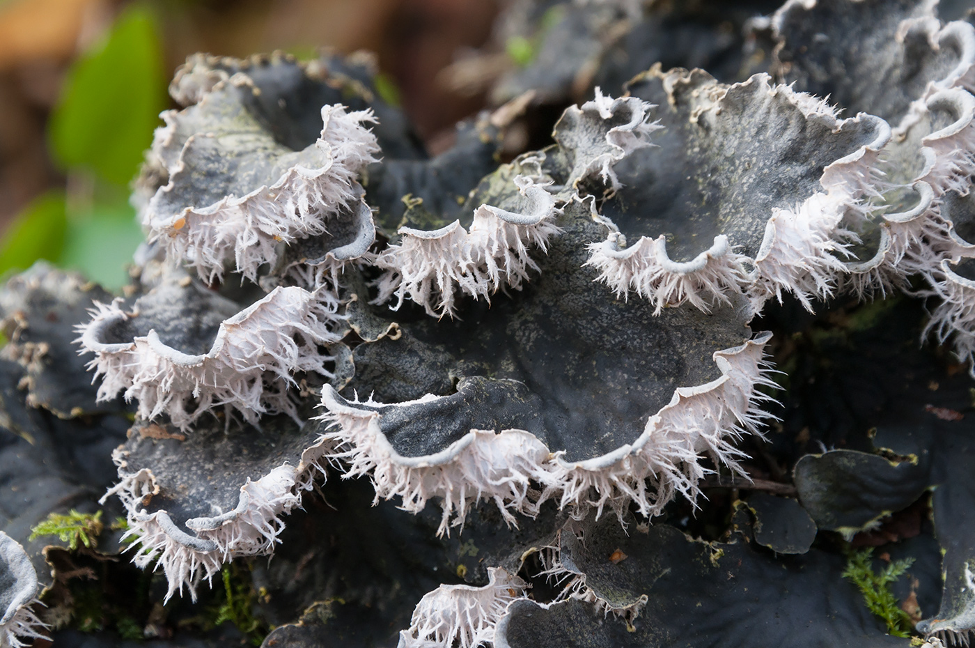 Image of Peltigera membranacea specimen.