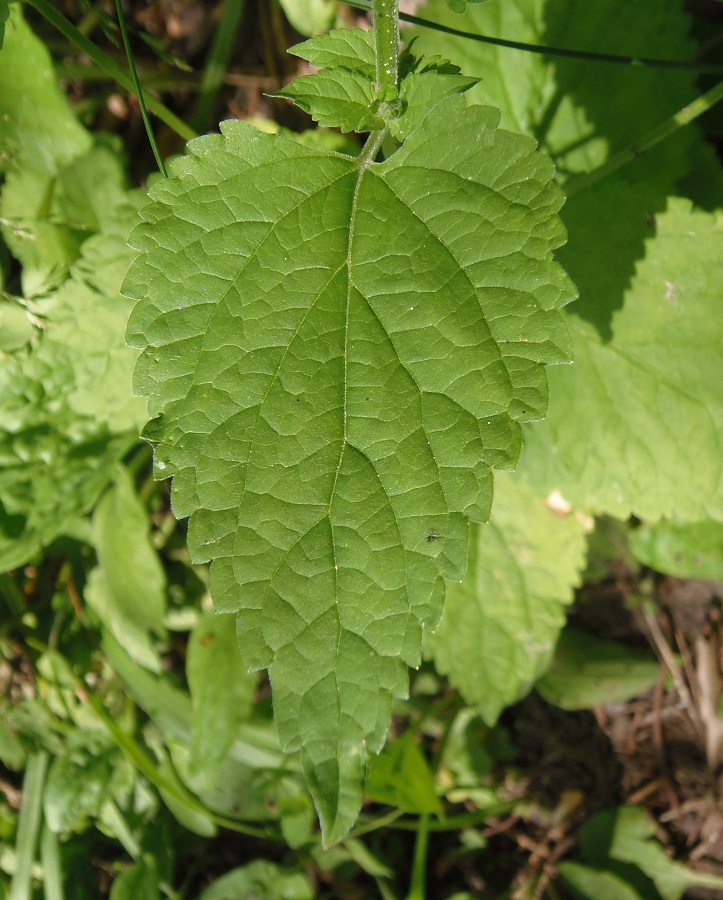 Image of Scutellaria altissima specimen.