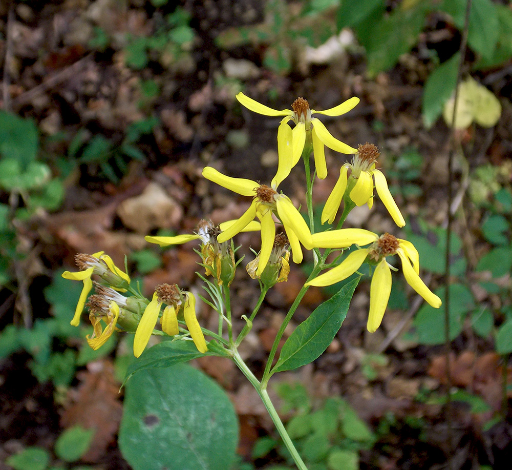 Image of Senecio propinquus specimen.