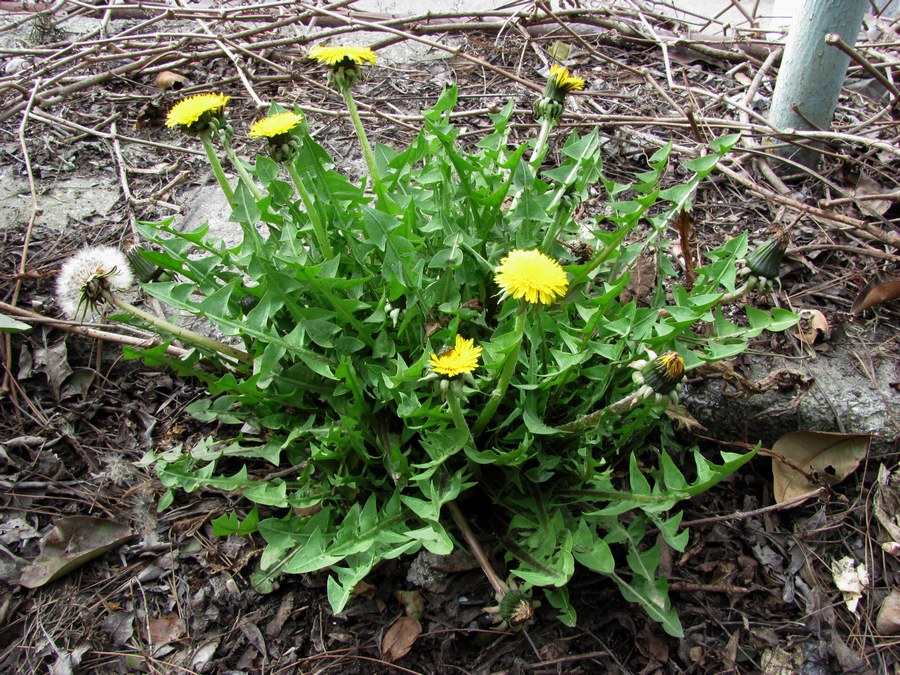 Image of genus Taraxacum specimen.