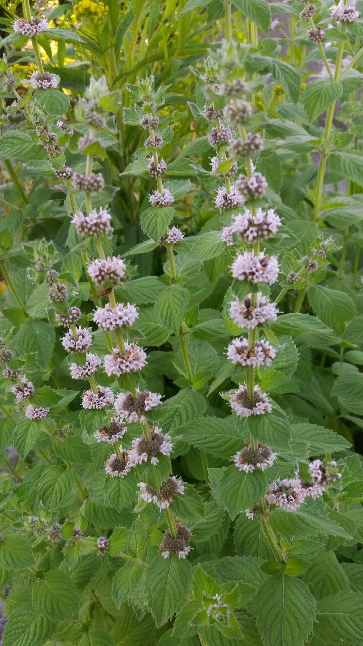 Image of Mentha canadensis specimen.