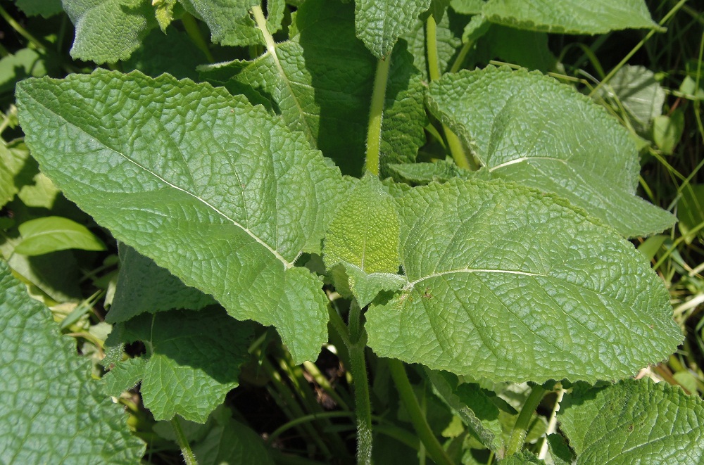 Изображение особи Salvia verticillata.