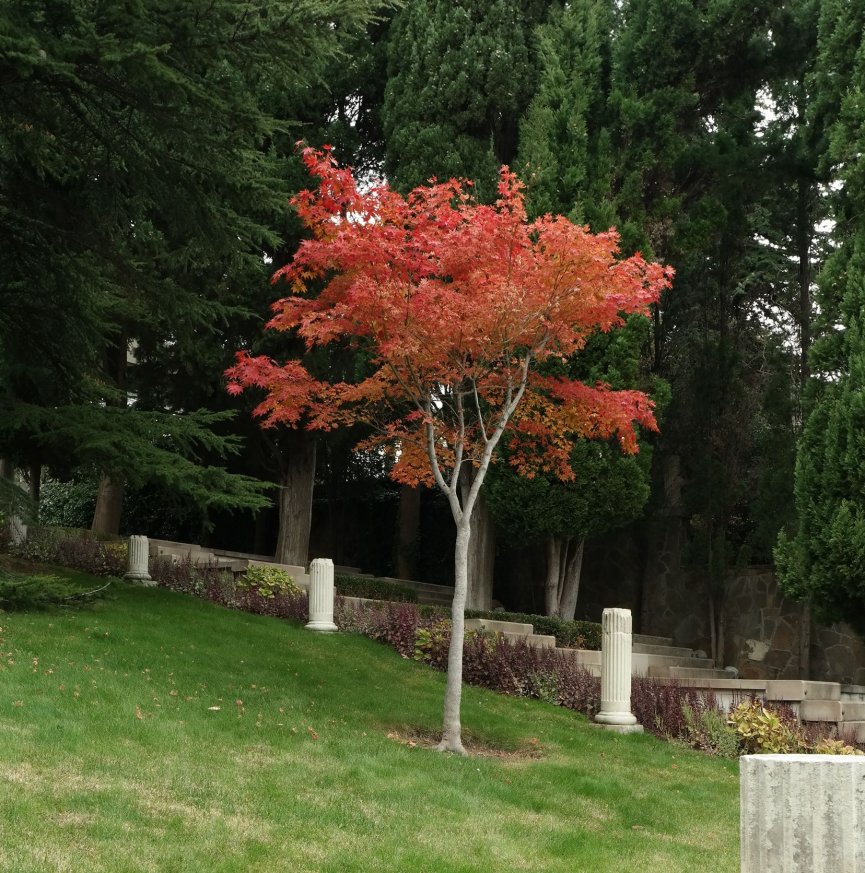 Image of genus Acer specimen.