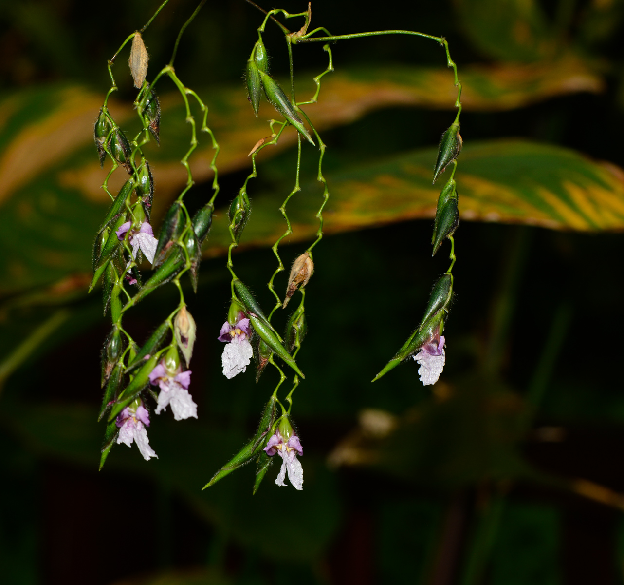 Image of Thalia geniculata specimen.