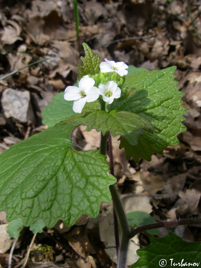 Image of Alliaria petiolata specimen.