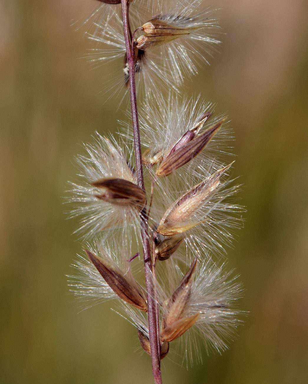 Перловник одноцветковый albida