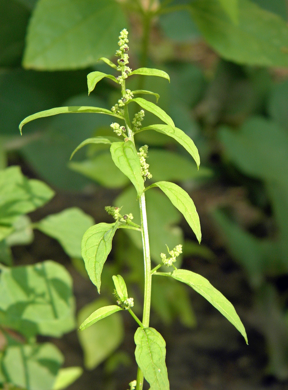 Изображение особи Lipandra polysperma.