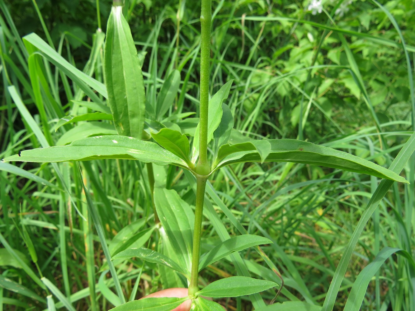 Изображение особи Saponaria officinalis.