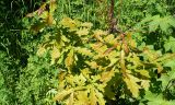 View full-size image Quercus mongolica