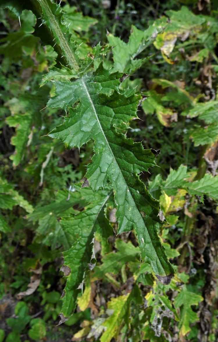 Изображение особи Carduus crispus.