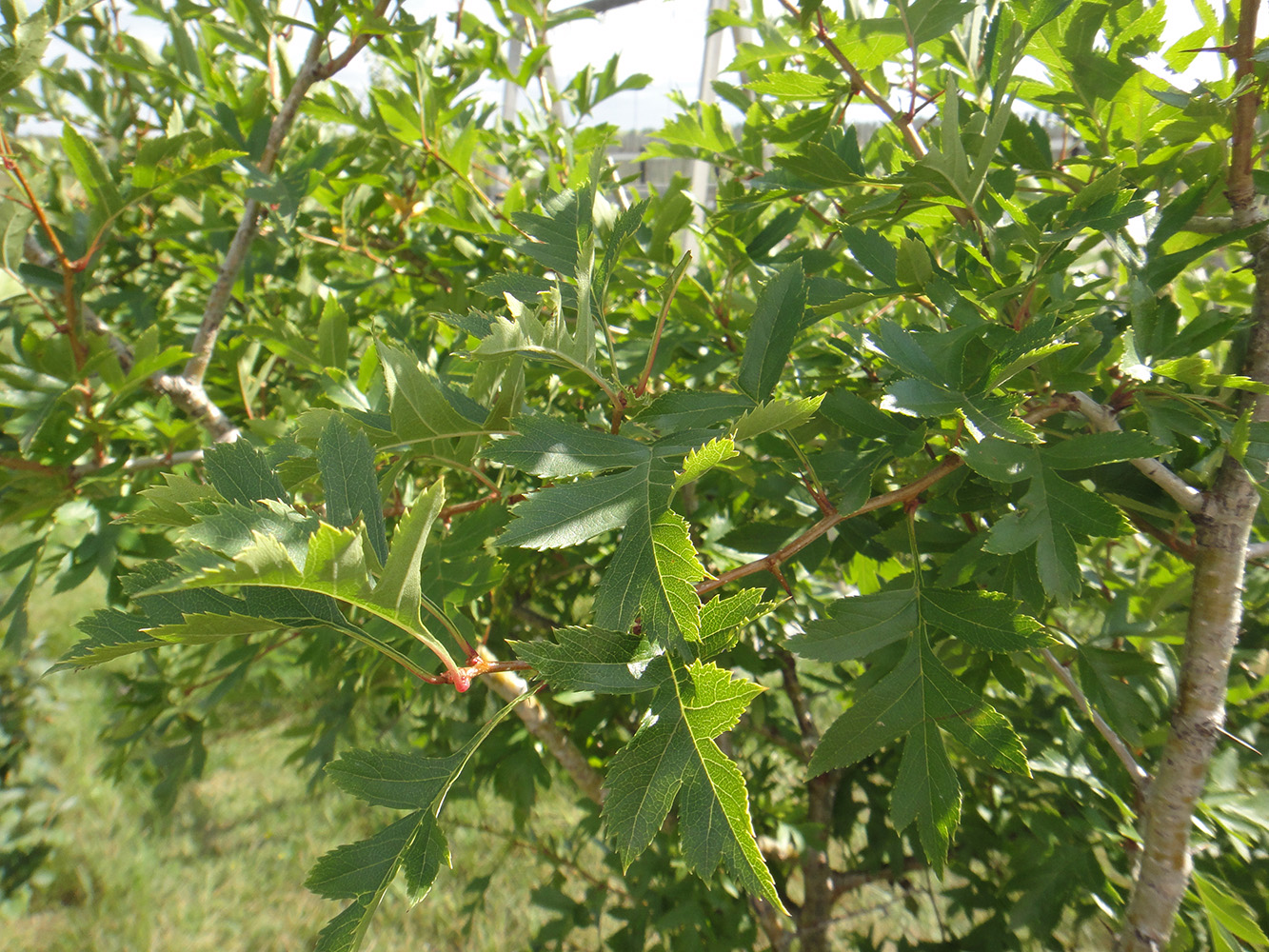 Image of Crataegus pinnatifida specimen.