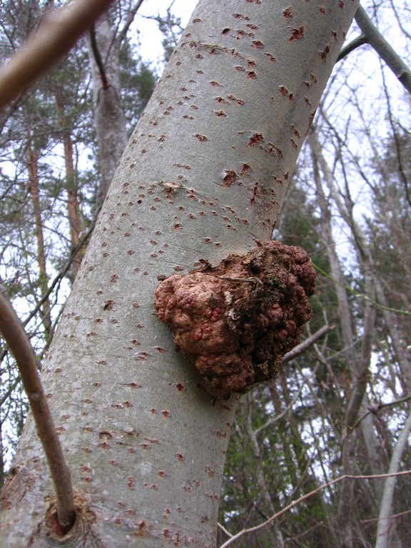 Image of Populus tremula specimen.