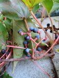 Parthenocissus tricuspidata