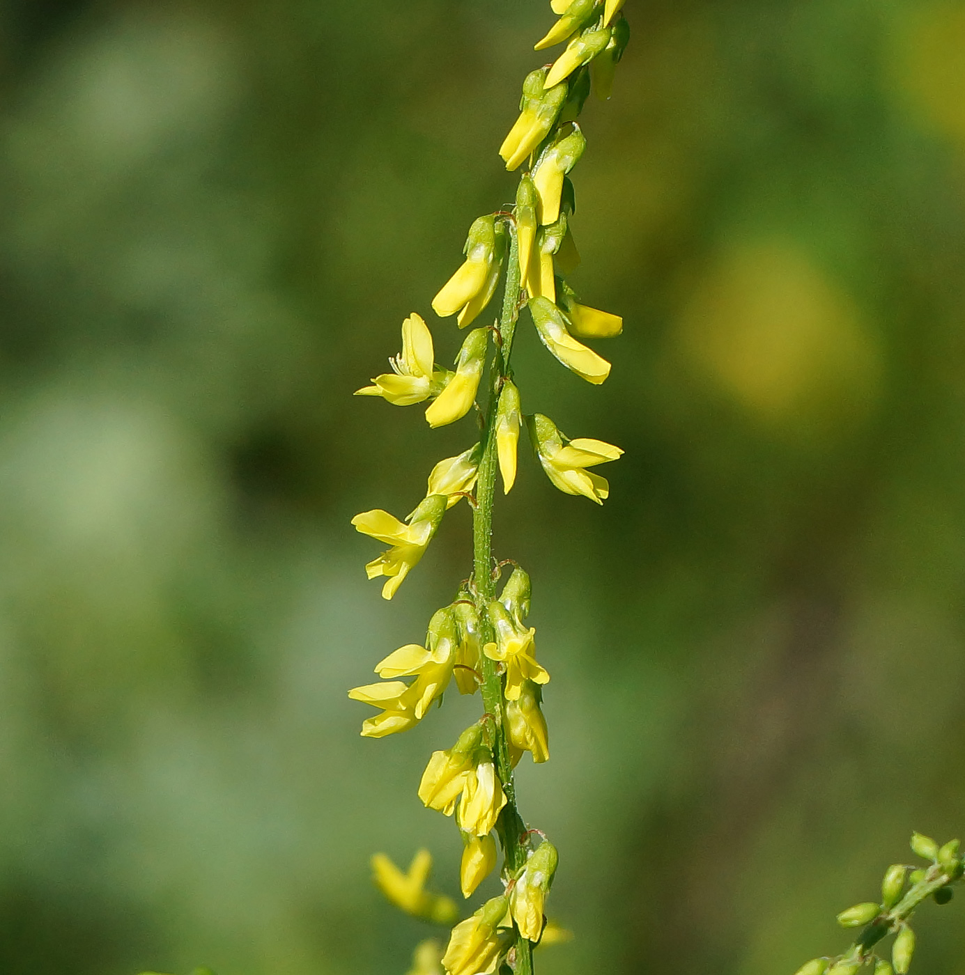 Image of Melilotus officinalis specimen.