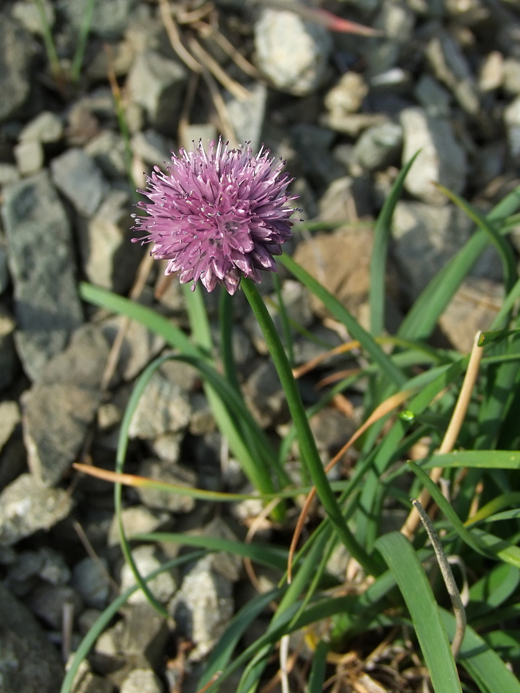 Image of Allium strictum specimen.