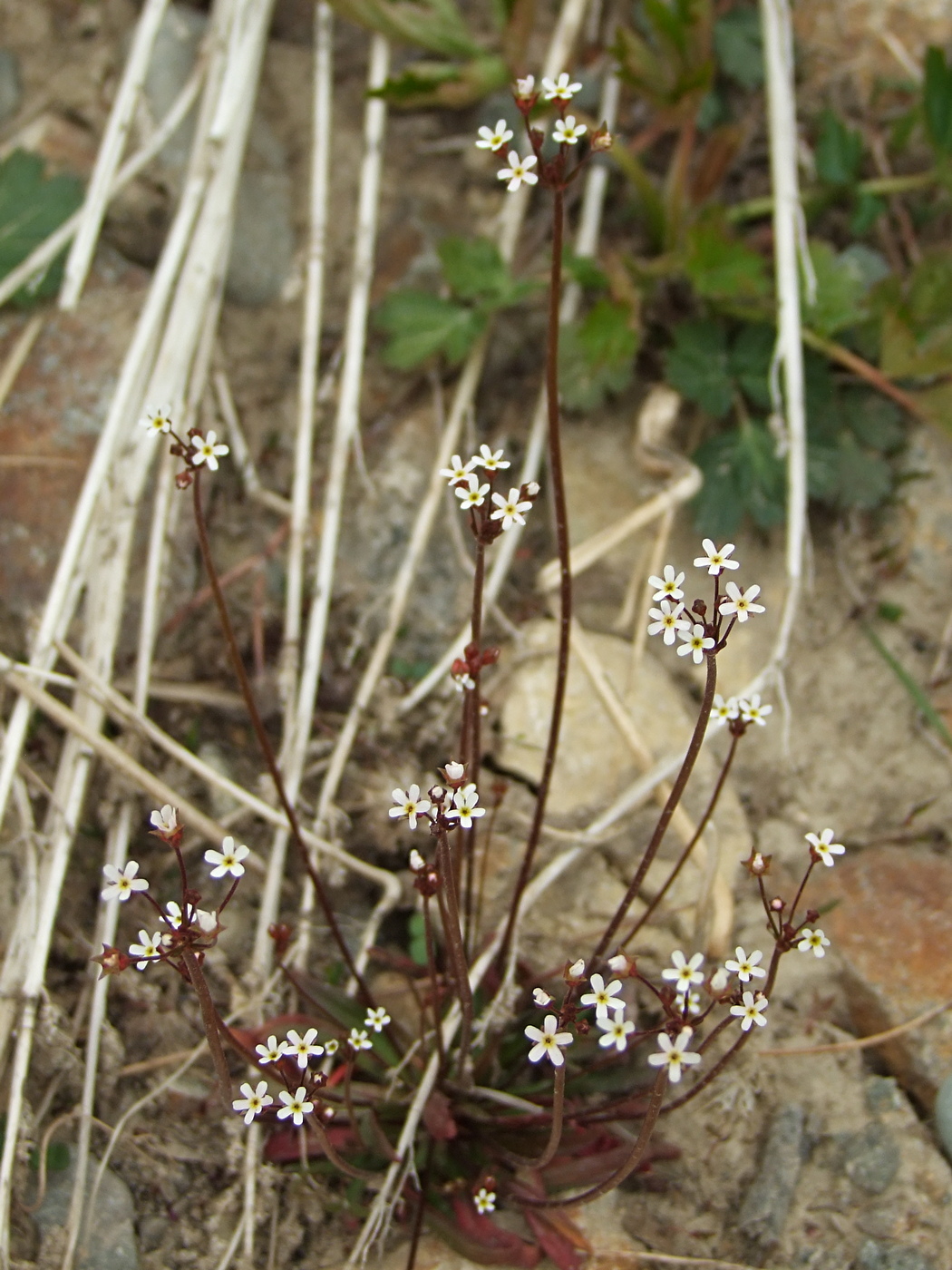 Image of Androsace septentrionalis specimen.